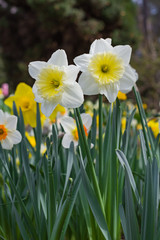 Daffodils look tall from low vantage point.  Spring flowers. 