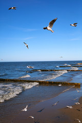 Seagulls fly over the sea on background of blue sky