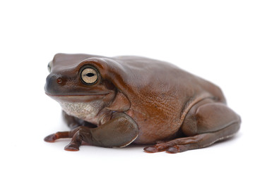 frog isolated on white background