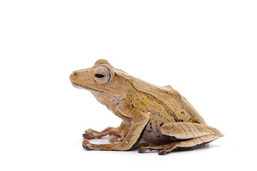frog isolated on white background