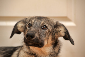 Crossbreed puppy Shepherd looks guiltily.