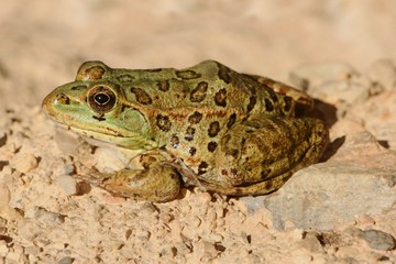 Fototapeta premium Endangered Chiricahua Leopard Frog (Lithobates chiricahuensis)