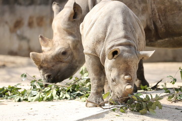 Naklejka premium サイの子ども