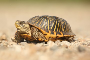 Western Box Turtle (Terrapene ornata)