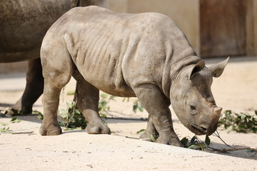 Obraz premium サイの子ども