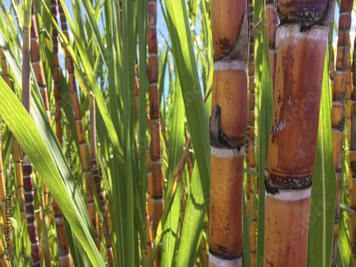 sugar cane diffusion Sugar manufacture process “preparation” refers to that step in which cane is finely shredded before juice is extracted either by milling or diffusion cane is. sugar cane diffusion Sugar manufacture process “preparation” refers to that step in which cane is finely shredded before juice is extracted either by milling or diffusion cane is.