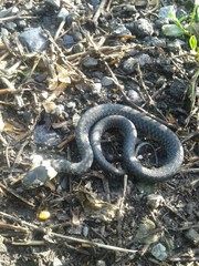Snake