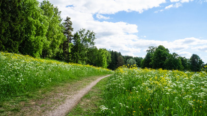 Fototapeta na wymiar Russia. Pavlovsk Park in early June 2016. A natural landscape. 