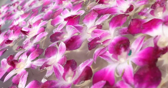 Micro shot of the Flowers