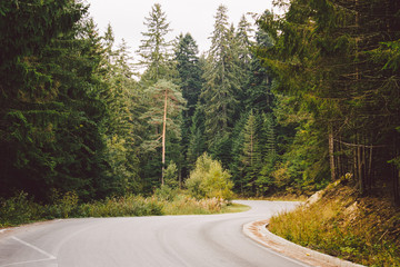 asphalt road in the mountains among the pine forests