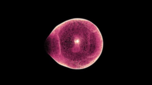 Cell 003: A microscopic single cell (Loop).