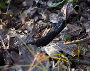 Black dangerous snake at the forest on leaves ready to atack