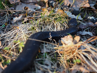 Black dangerous snake at the forest