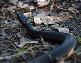 Black dangerous snake at the forest on leaves ready to atack tongue up