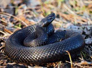 Black dangerous snake at the forest curled up in a ball