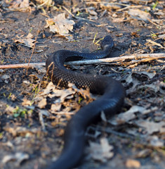 Black dangerous snake at forest at the leaves vertical