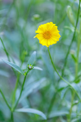 Одинокий цветок кореопсиса (Coreopsis) расцвел в саду