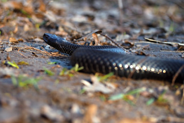 Black dangerous  snake at the forest at the bright leaves