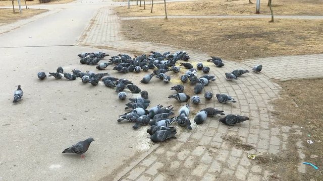 Flock of pigeons and sparrow eating millet outdoors