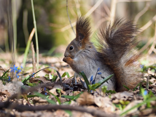 Naklejka na ściany i meble Squirrel eating something at the blue flowers at forest