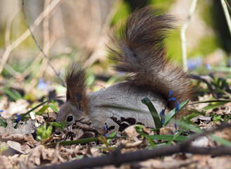 Squirrel hiding and playing at the blue flowers at forest