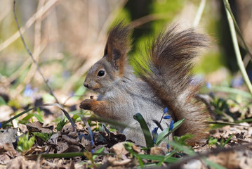 Naklejka na ściany i meble Squirrel keeping the leaf at the hands at the blue flowers at forest