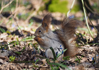 Naklejka na ściany i meble Squirrel eaing the nut at the hands at the blue flowers at forest