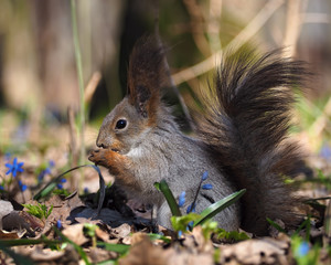 Naklejka na ściany i meble Squirrel sitting at the ground at the blue flowers at forest
