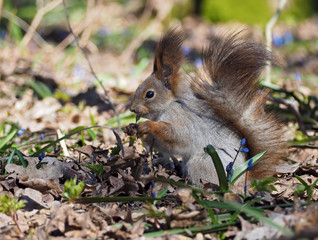 Naklejka na ściany i meble Squirrel keeping something at the hands at the blue flowers at forest