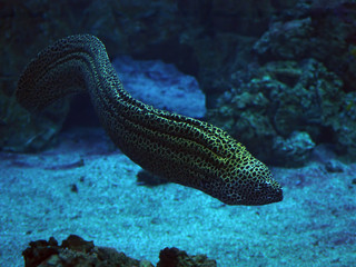 Fototapeta na wymiar Murena snake at blue ocean
