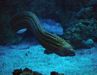 Murena huge snake at the blue ocean