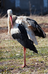 Stork staying at the green  grass and looking at camera