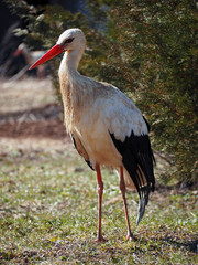 Stork staying at the green  grass