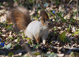 Naklejka na ściany i meble Squirrel red standing at the spring forest
