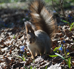 Naklejka na ściany i meble Squirrel red cute standing at spring forest