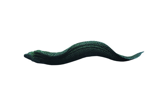 Murena snake at the blue ocean isolated at white