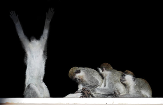 Group of monkeys sitting in a row close to each other like slaves and king isolated on black view from back