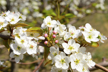 Pear flower blooming