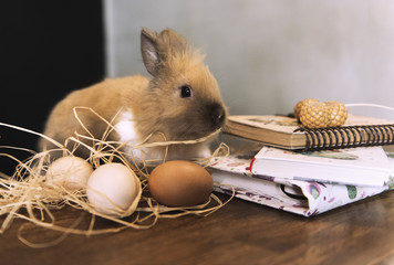 easter eggs and bunny in rustic interior