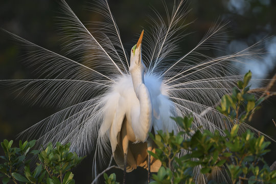 Great Egret