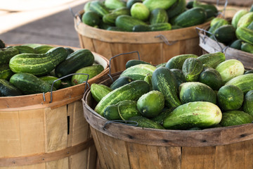 Bushels of Cucumbers at Farmers Market
