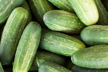 Cucumbers In Bin At Farmers Market