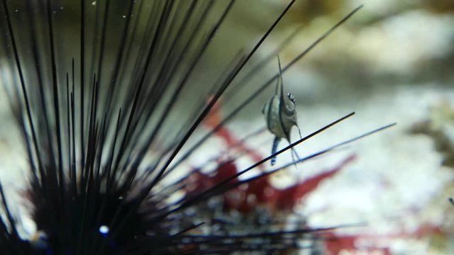 Black diadem sea urchin crawls through the frame, close up shot. Sea urchins in the shallow coastal water. Echinus on background underwater marine landscape in Red sea. 