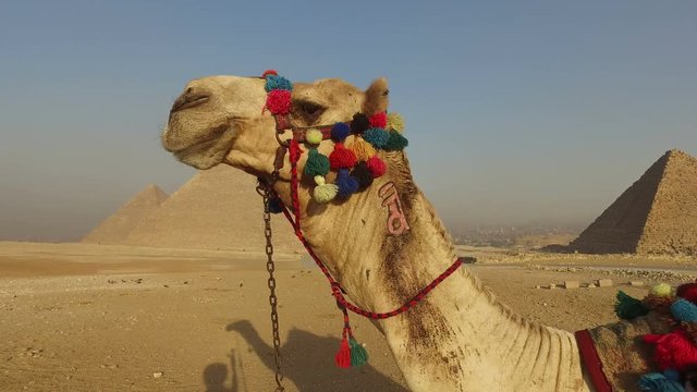 closeup of camel at Giza pyramids, Cairo, Egypt