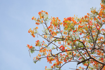 Caesalpinia pulcherrima