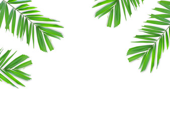 Palm leaves isolated on white background