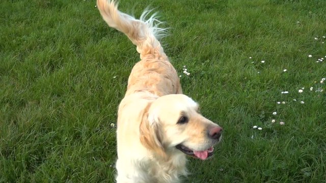Golden Retriever plays in the meadow