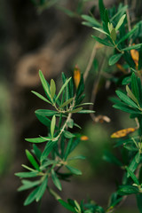 Olive branch with leaves close-up. Olive groves and gardens in Montenegro.