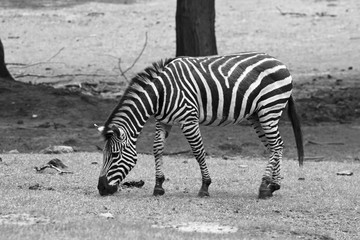Fototapeta na wymiar Eating Zebra