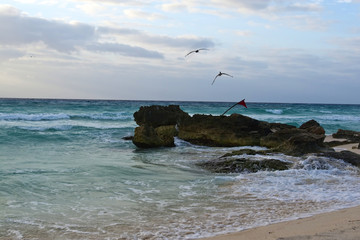 Pelicans flying over rocks